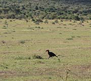 Picture/image of Southern Ground-hornbill