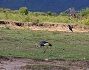 Picture/image of Grey Crowned Crane