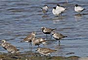 Picture/image of Black-bellied Plover