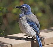Picture/image of Western Scrub Jay