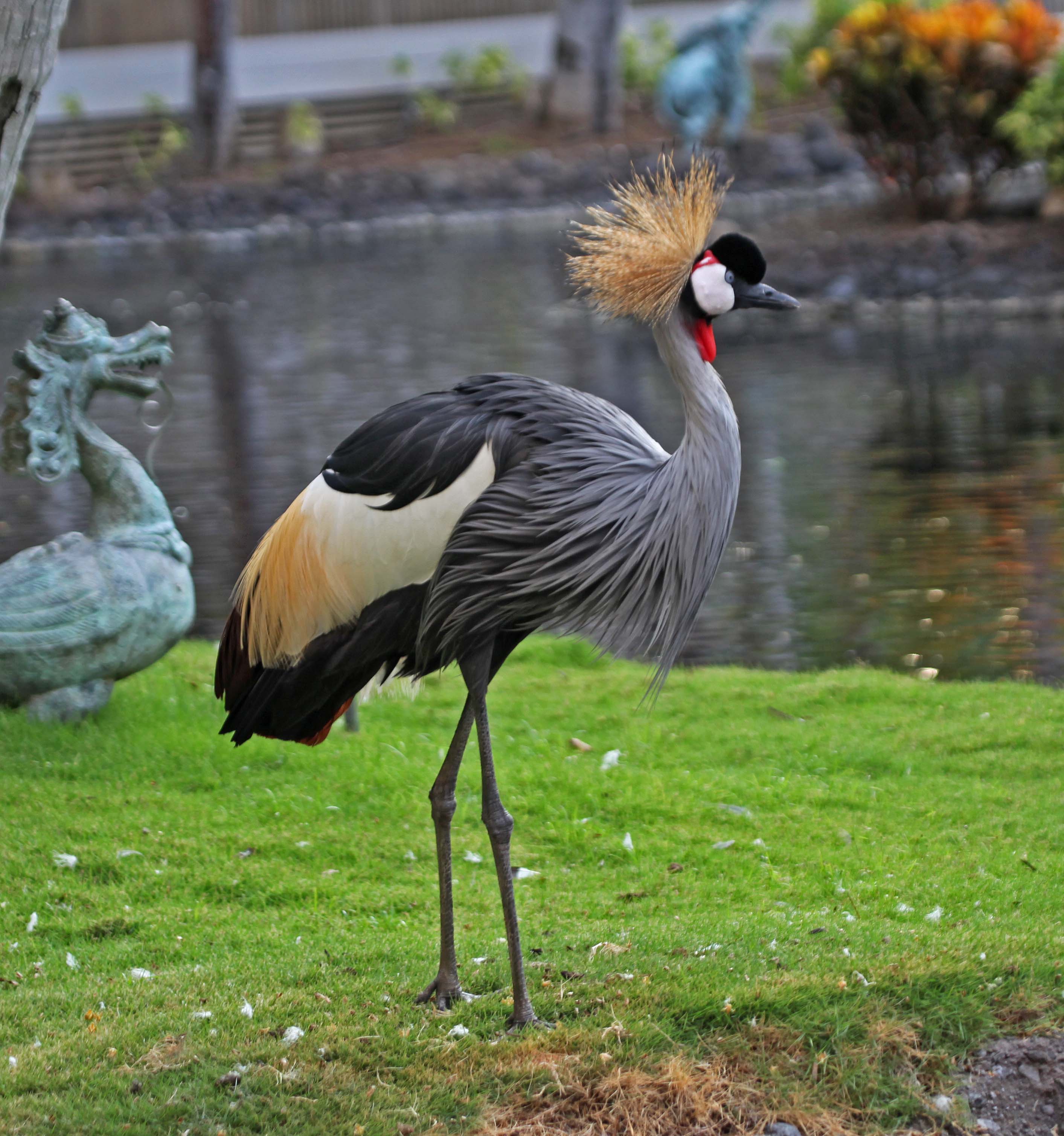 Pictures And Information On Grey Crowned Crane Pictures And Information On Grey Crowned Crane