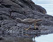 Picture/image of Wandering Tattler
