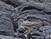 Picture/image of Wandering Tattler