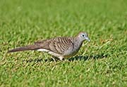 Picture/image of Zebra Dove