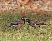 Picture/image of Common Myna