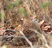 Picture/image of Grey Francolin