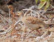 Picture/image of Grey Francolin