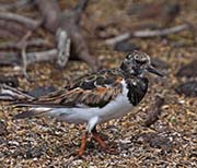 Picture/image of Ruddy Turnstone