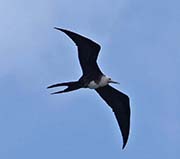 Picture/image of Magnificent Frigatebird