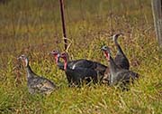 Picture/image of Wild Turkey