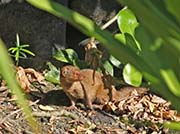 Picture/image of Big Island Hawaii