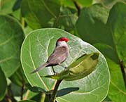 Picture/image of Common Waxbill