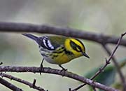 Picture/image of Townsend's Warbler