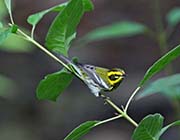 Picture/image of Townsend's Warbler