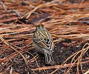 Picture/image of Clay-colored Sparrow