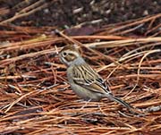 Picture/image of Clay-colored Sparrow