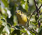 Picture/image of Townsend's Warbler