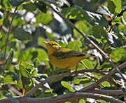 Picture/image of Yellow Warbler