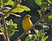 Picture/image of Yellow Warbler