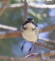 Picture/image of Black-throated Gray Warbler