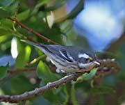 Picture/image of Black-throated Gray Warbler