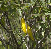 Picture/image of Yellow Warbler