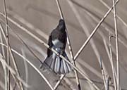 Picture/image of Black Phoebe