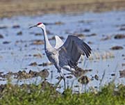 Picture/image of Sandhill Crane