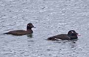 Picture/image of White-winged Scoter