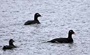 Picture/image of White-winged Scoter
