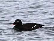 Picture/image of White-winged Scoter