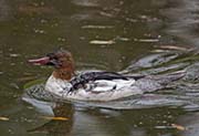 Picture/image of Common Merganser