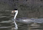 Picture/image of Clark's Grebe