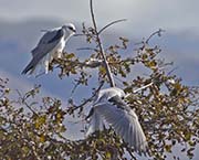 Picture/image of White-tailed Kite