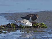 Picture/image of Sanderling