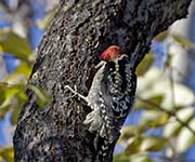 Picture/image of Red-breasted Sapsucker