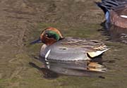  Green-winged Teal