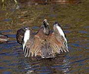 Picture/image of American Wigeon