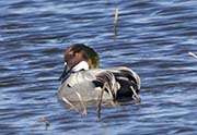 Picture/image of Falcated Duck