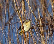 Picture/image of Common Yellowthroat