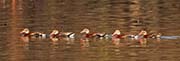Picture/image of Black-bellied Whistling Duck