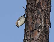 Picture/image of Brown-headed Nuthatch