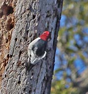 Picture/image of Red-headed Woodpecker