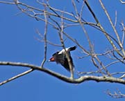 Picture/image of Red-headed Woodpecker