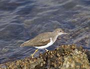 Picture/image of Spotted Sandpiper