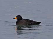 Picture/image of Black Scoter