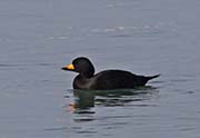 Picture/image of Black Scoter
