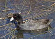 Picture/image of American Coot