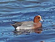 Picture/image of Eurasian Wigeon