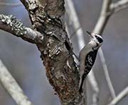 Picture/image of Downy Woodpecker